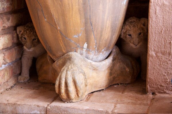 South Africa Chill Time: Baby Lions