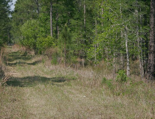 Rob's Bachelor Party: skateable in these woods?