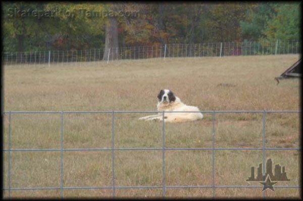 North Carolina Sheepdog