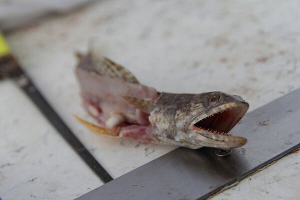 Someone caught a lizard fish and we used him