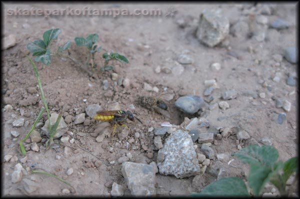 Bee Buries Homie Bee