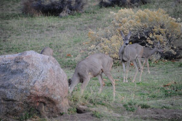 The deer don't run when they see humans