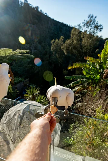 <!--daausfinals-->

In-house bird sanctuary.