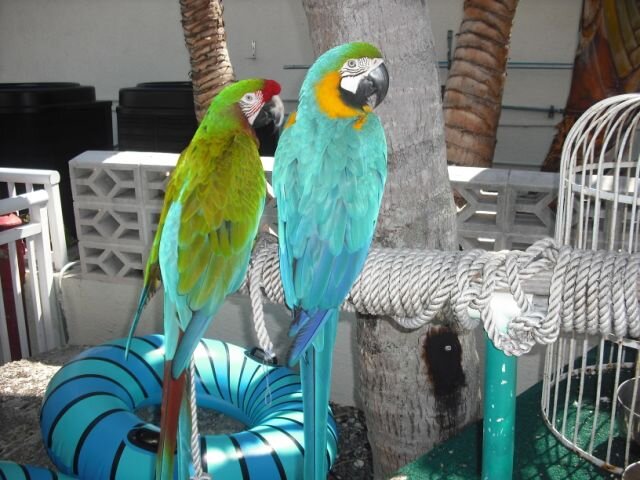 These dudes were chillin' by the pool