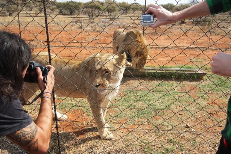 Down the road behind electric fences, we get to meet mom and pops.  We saw them get naughty, then fight with other lions.  Wow, okay, it's time to get to work at the Contest now.<!-- South Africa: Johannesburg for a Day and on to Kimberley -->