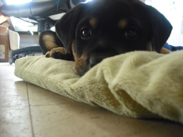 Skate park puppy