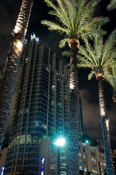 Downtown Tampa: Skypoint through palm trees