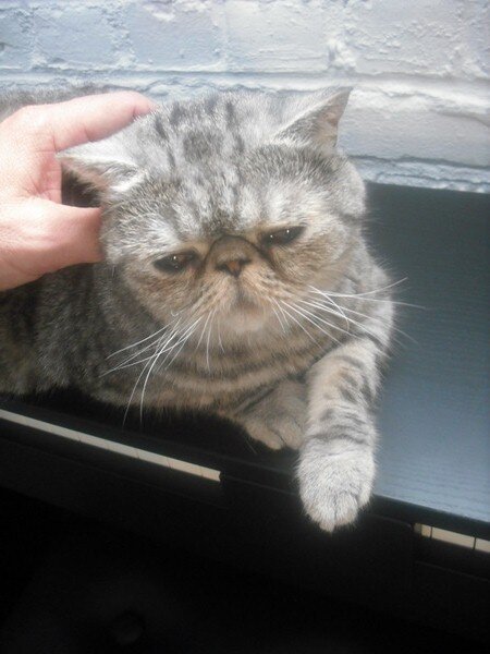 I like cats. Stefan has one of those flat-face
