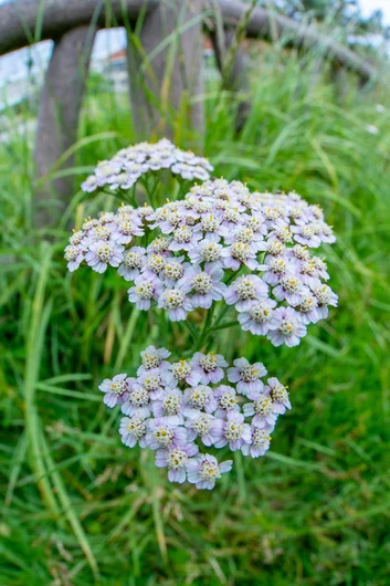 More flowers 

<!--damnamjapan2023practice-->