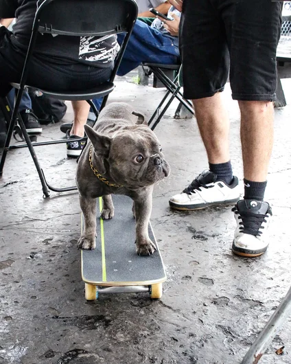 A photo of a dog not on a bun covered in ketchup and mustard.

<!--goskateboardingday2023-->