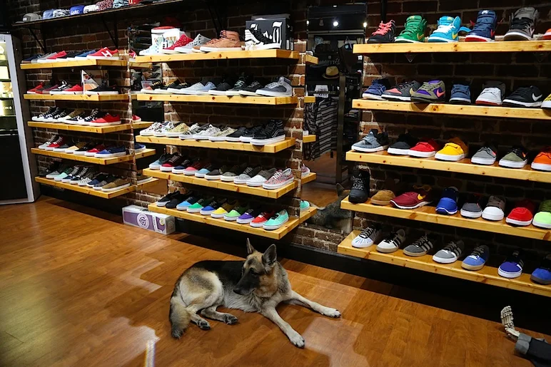 <!-- madeinemerica -->

Knuckles making himself right at home in the SPoT Ybor shop. 