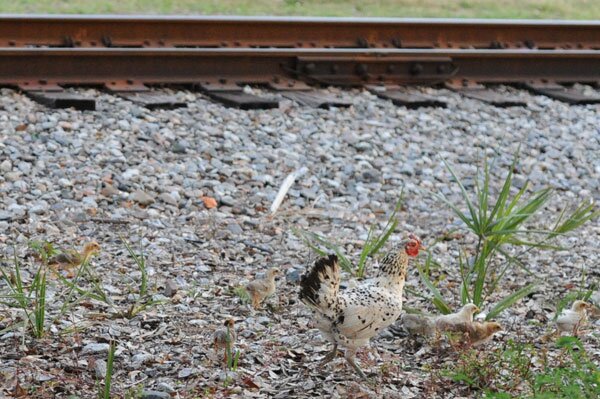 The Ybor City cocks are multiplying like rabbits