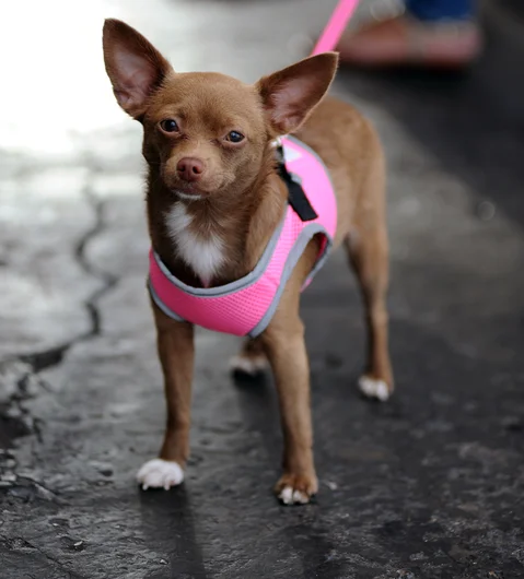 <!--soj16-->

We interrupt the sponsored division with a Chihuahua named Dobby. This little girl belongs to Courtney Block, one of the only girls who regularly skates in our contests. You rock, Courtney.