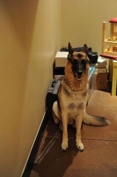 Brian's dog, Knuckles, patiently waits as usual