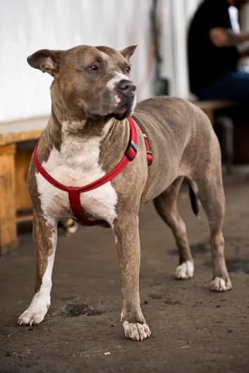 <!--pro16saturday-->

SPOT is pet friendly. I mean it ain’t no dog park; but yea a few dogs...totally cool.