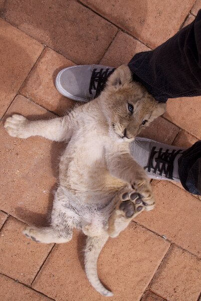 South Africa Chill Time: Baby Lions