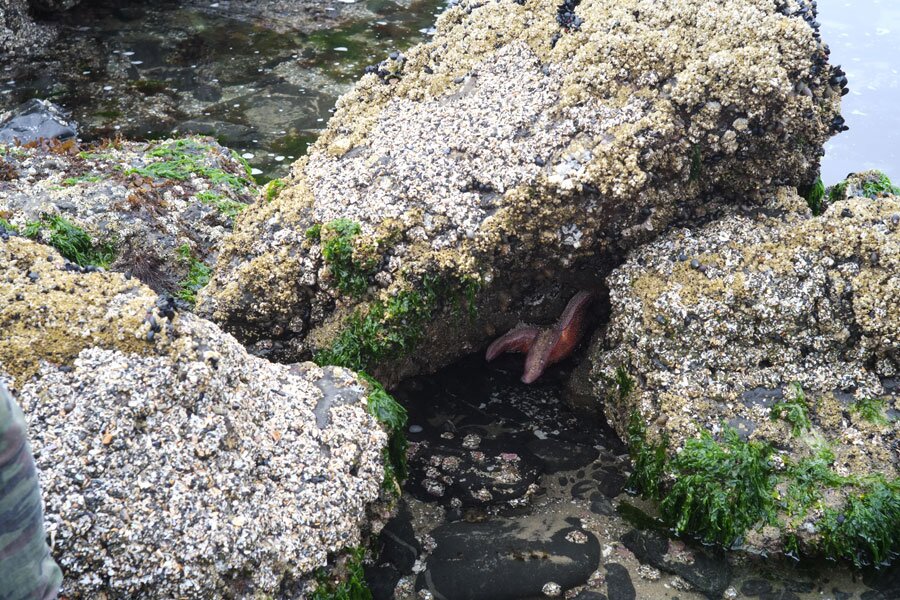 Brown Starfish Species