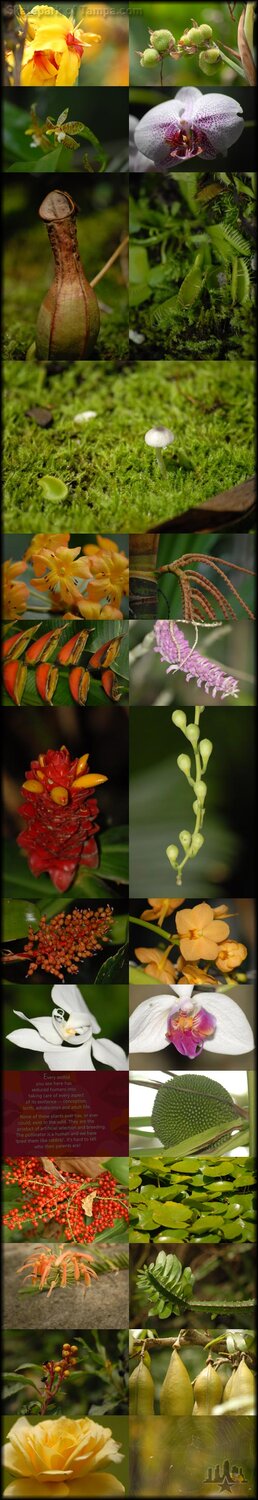 Sydney Australia Botanical Gardens