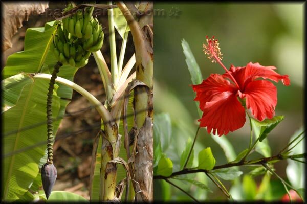 A small sample of the plant life