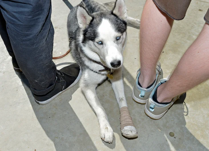 <!--dala152-->

This lil pup's Indian name is Wounded Paw.