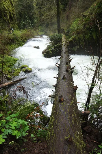 This was in the middle of the woods.  Was this staged?  Crazy how this fell so perfect to make this scary bridge.  I skipped it and saved a nuttin'.<!-- Portland 2013 for Some Nike Bid'niss -->