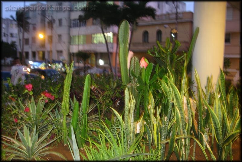 Cuba Cactus