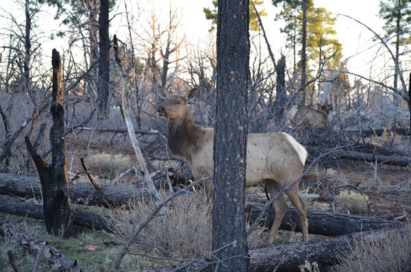 Grand Canyon, we immediately ran into some wild