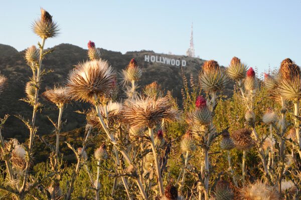 The Hollywood Sign