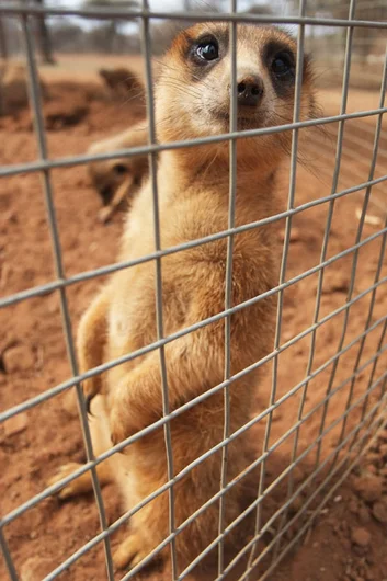 The Meerkats need a cage. They're too rowdy.<!-- South Africa: Johannesburg for a Day and on to Kimberley -->