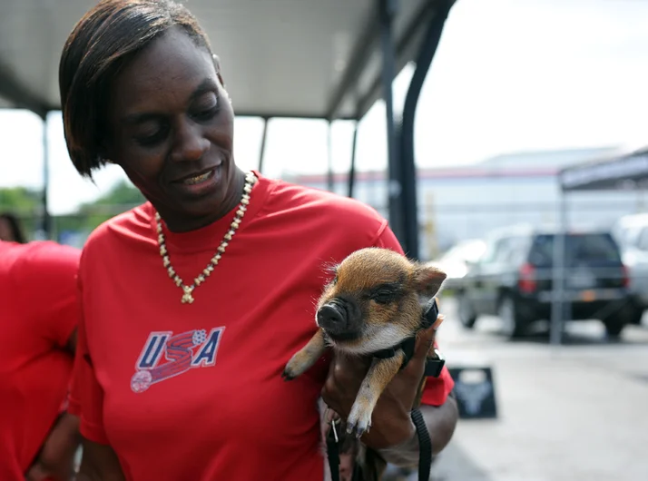 <!--SOJ14-->
I took a walk through the courtyard while sponsored practice got underway and happened to spot what I thought was a weird looking little dog. Instead, I met Porky, the teacup pig. I don't dig on swine - to eat, that is, but Porky was pretty cool.










