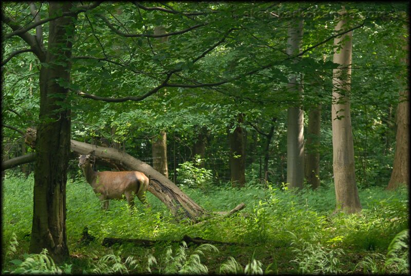 Copenhagen Carnival Deer