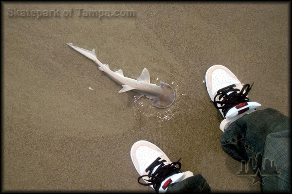 Cocoa Beach Hammerhead Shark
