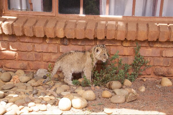 South Africa Chill Time: Baby Lions