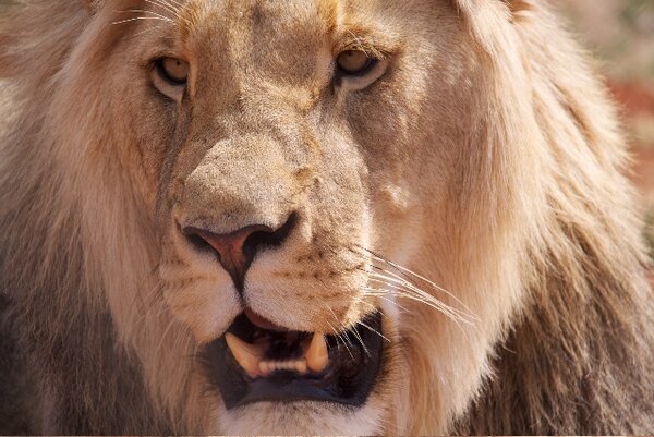 South Africa Chill Time: Male Lion