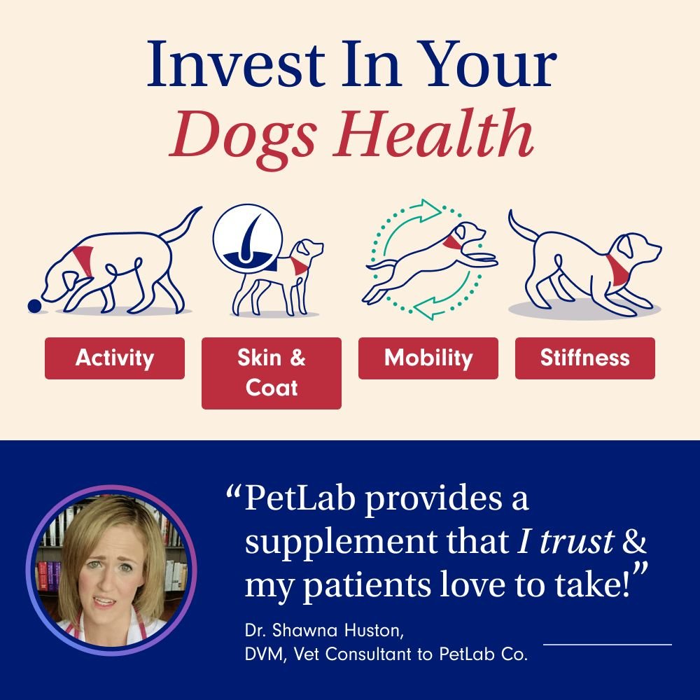 invest dog health