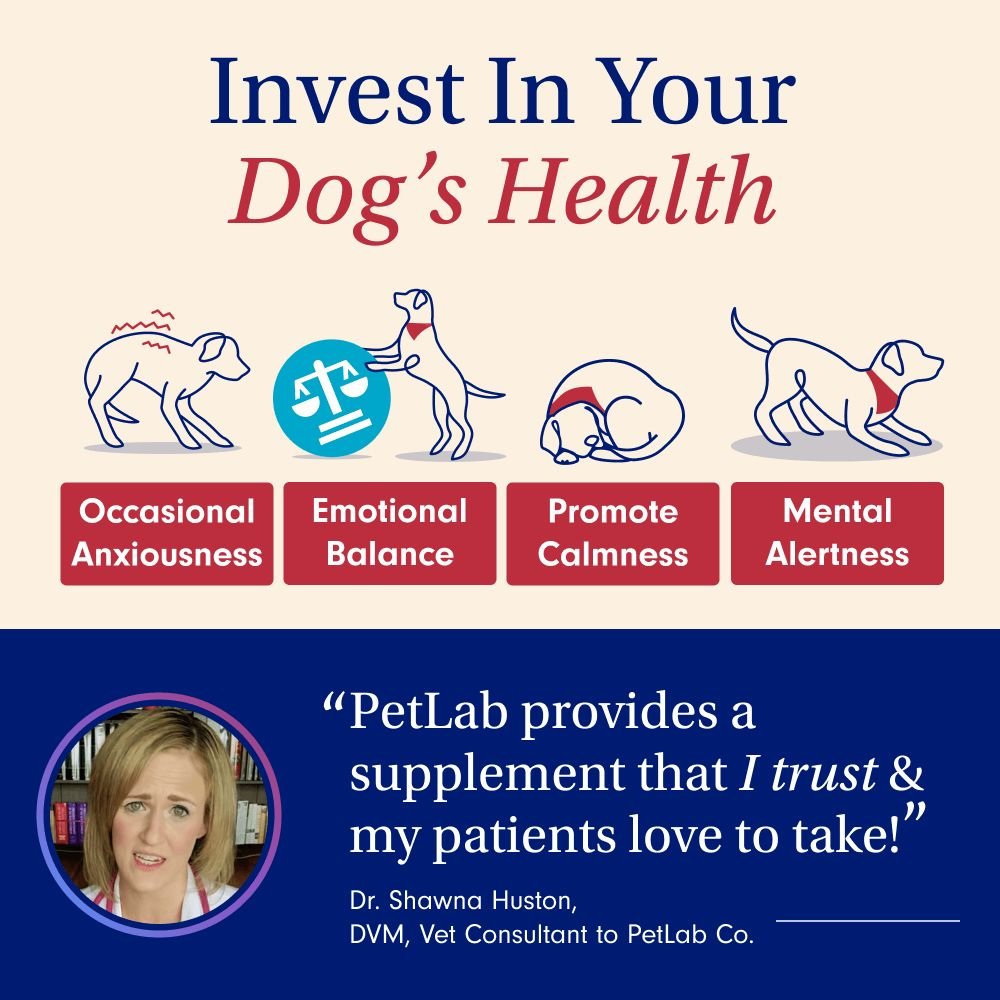 invest in your dog's health