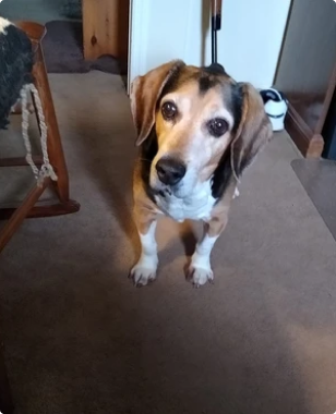 “This is Tucker. He is 11. He was having trouble in his back ends so I bought the hip and joint chews for him. They have helped him tremendously. Thank you.”