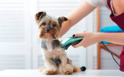 The Benefits of Regular Grooming for Your Dog's Health and Happiness