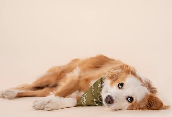 sad-dog
