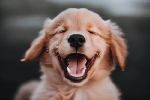 The Ultimate Guide to Air-Dried Dog Food