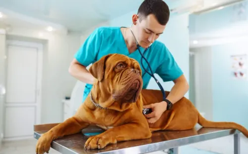 The Importance of Regular Vet Visits for Your Dog’s Health