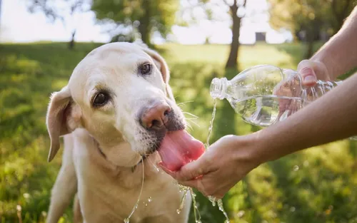 The Importance of Water in Your Dog’s Diet: Hydration and Health