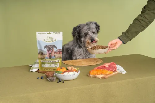 How To Transition Your Dog To Superfood Complete 