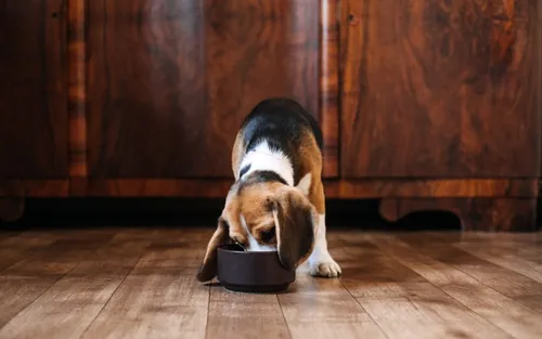 Understanding Portion Control: How Much Should You Feed Your Dog?