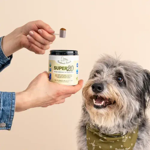 How To Add Super20 to Your Dog's Routine 