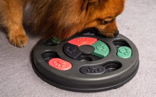 The Importance of Mental Stimulation for Your Dog’s Wellbeing