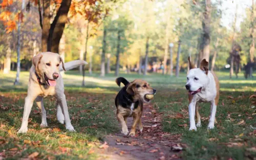 The Role of Socialization in Your Dog’s Overall Wellness