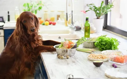 How Many Times a Day Should You Feed Your Dog