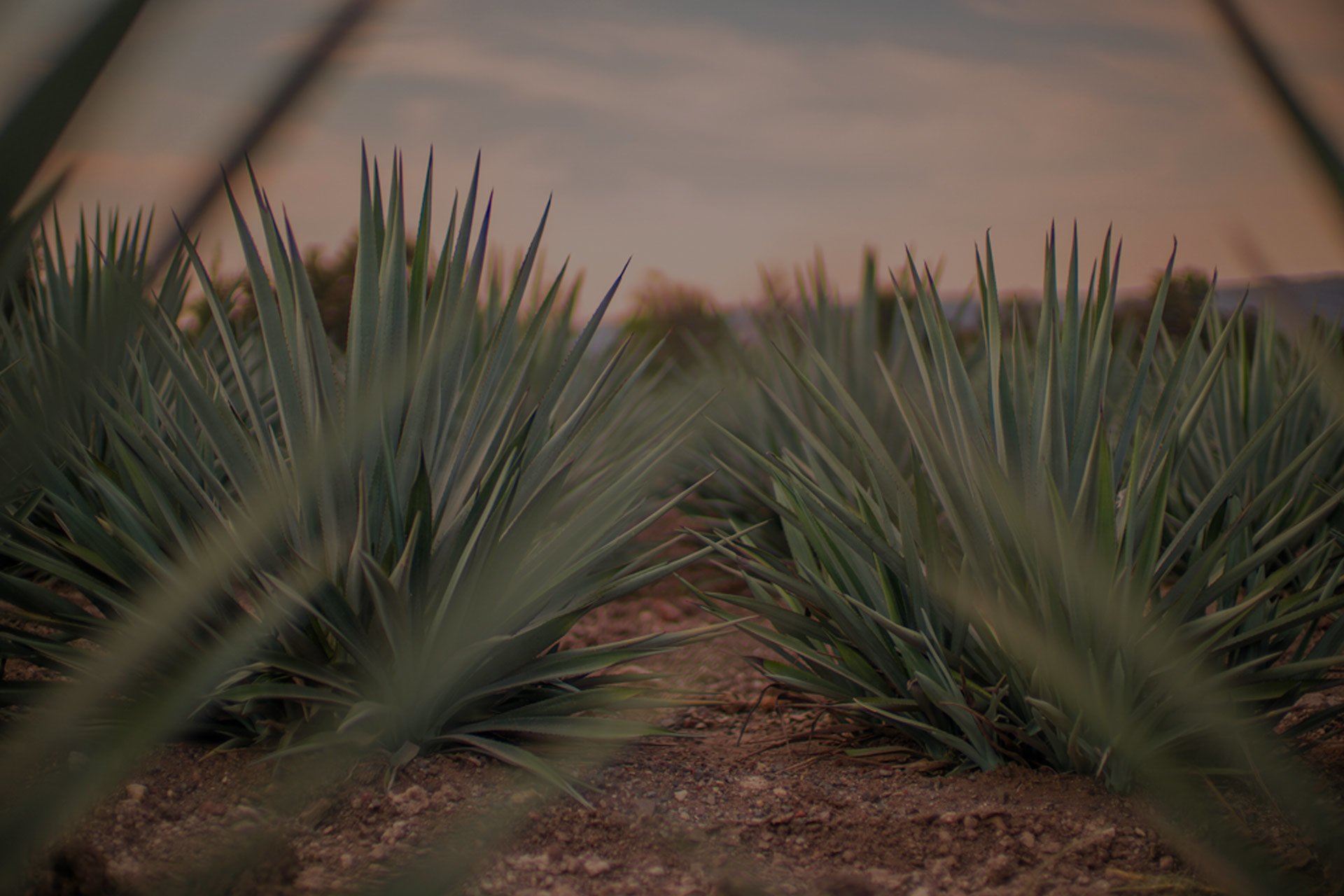 Weber Blue Agave