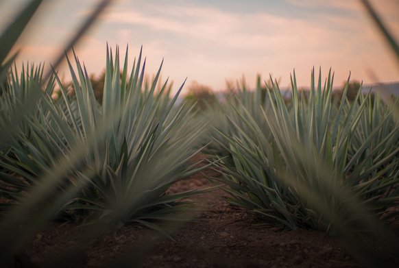 Patron Tequila distillery homepage